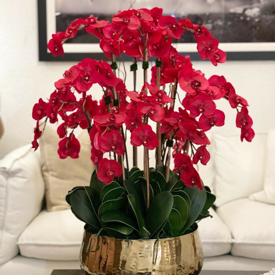 Orchidées Phalaenopsis vermillon dans un verre doré moyen