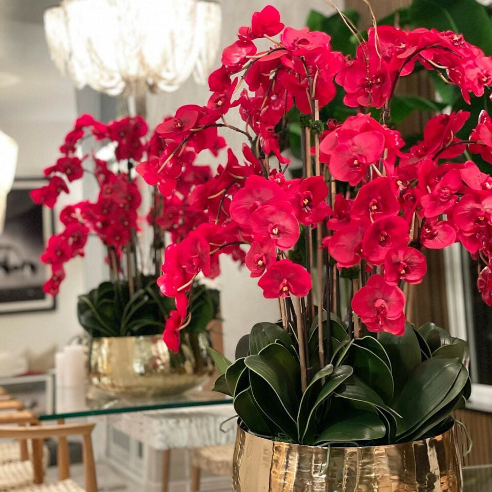 Orchidées Phalaenopsis vermillon dans un verre doré moyen