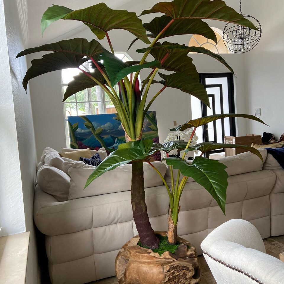 Cuenco grande de teca con planta Alocasia