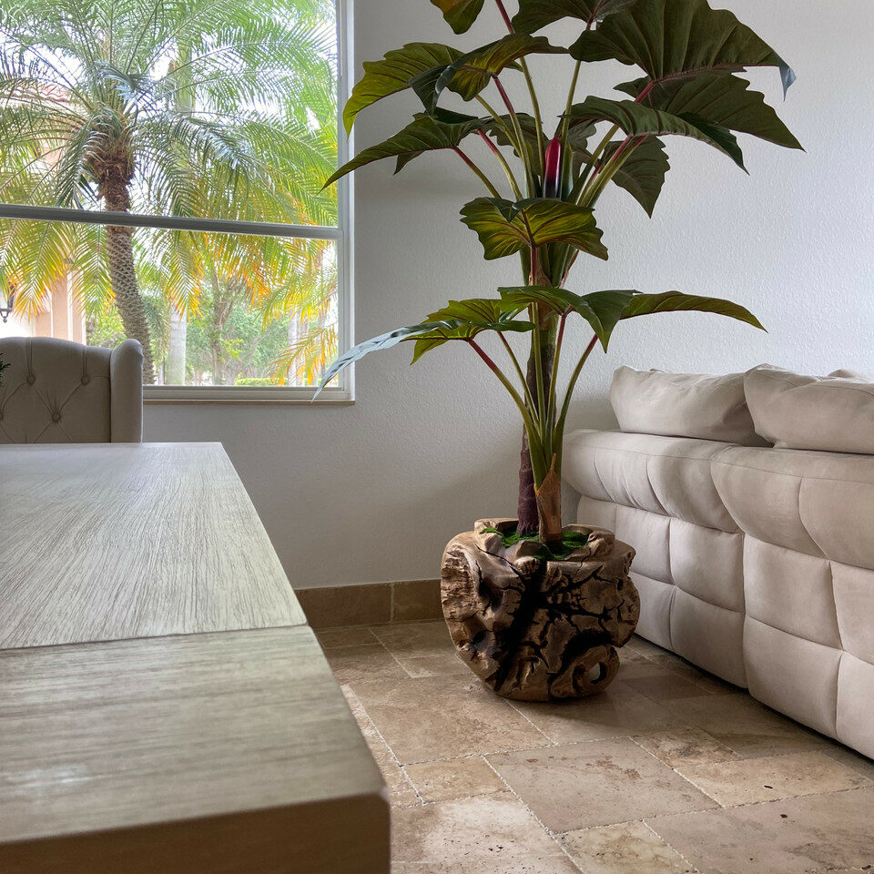 Cuenco grande de teca con planta Alocasia