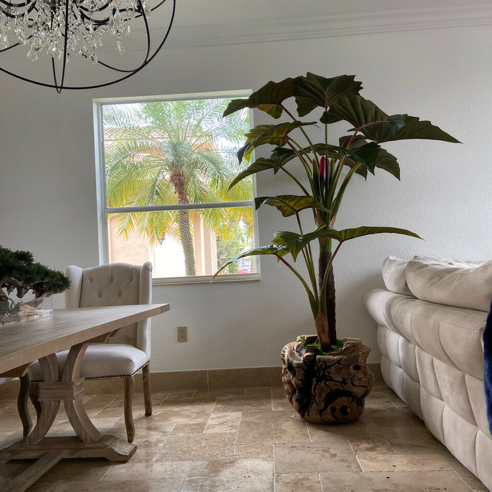 Cuenco grande de teca con planta Alocasia
