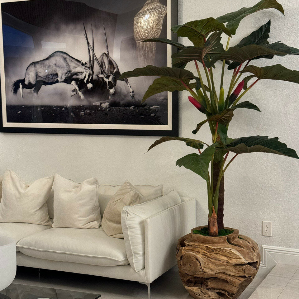Cuenco grande de teca con planta Alocasia