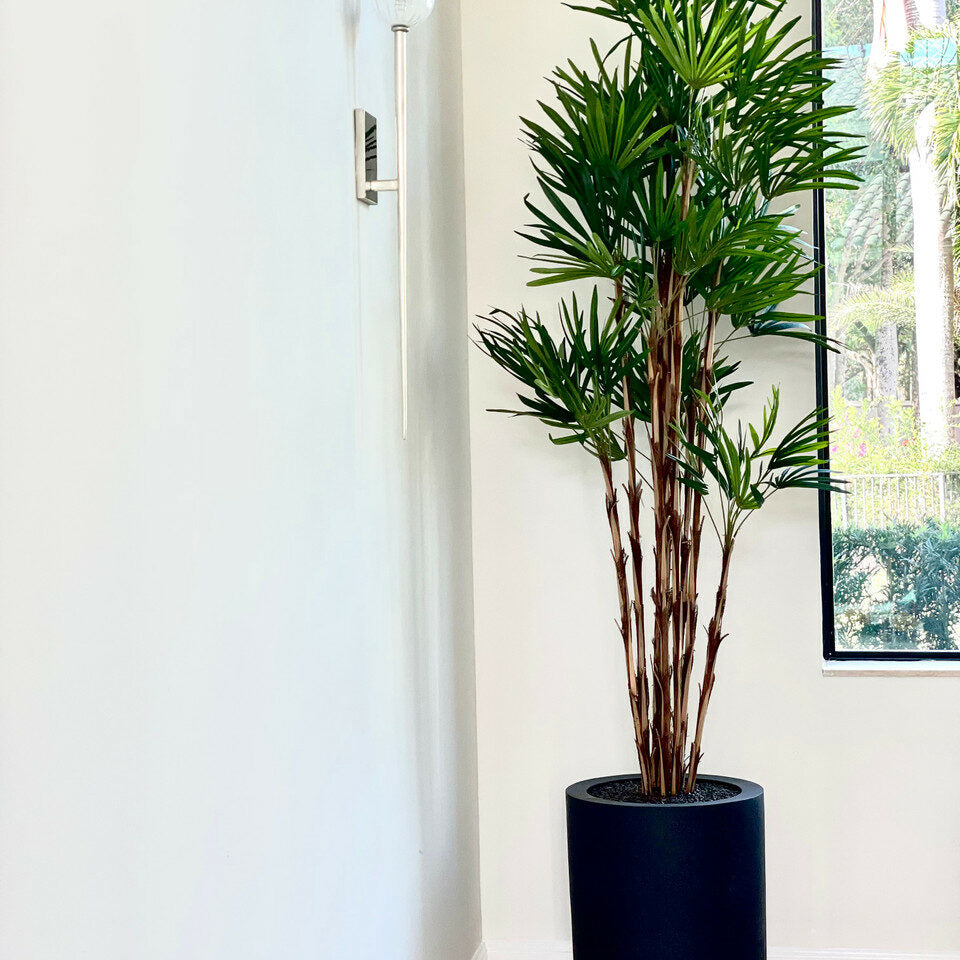 Palmeira dans un verre noir XL