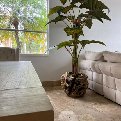Cuenco grande de teca con planta Alocasia