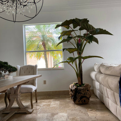 Cuenco grande de teca con planta Alocasia