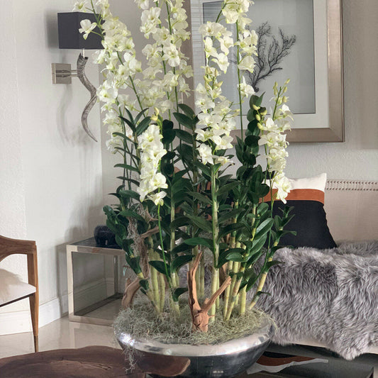Jardinera Avenue con orquídeas Dendrobium