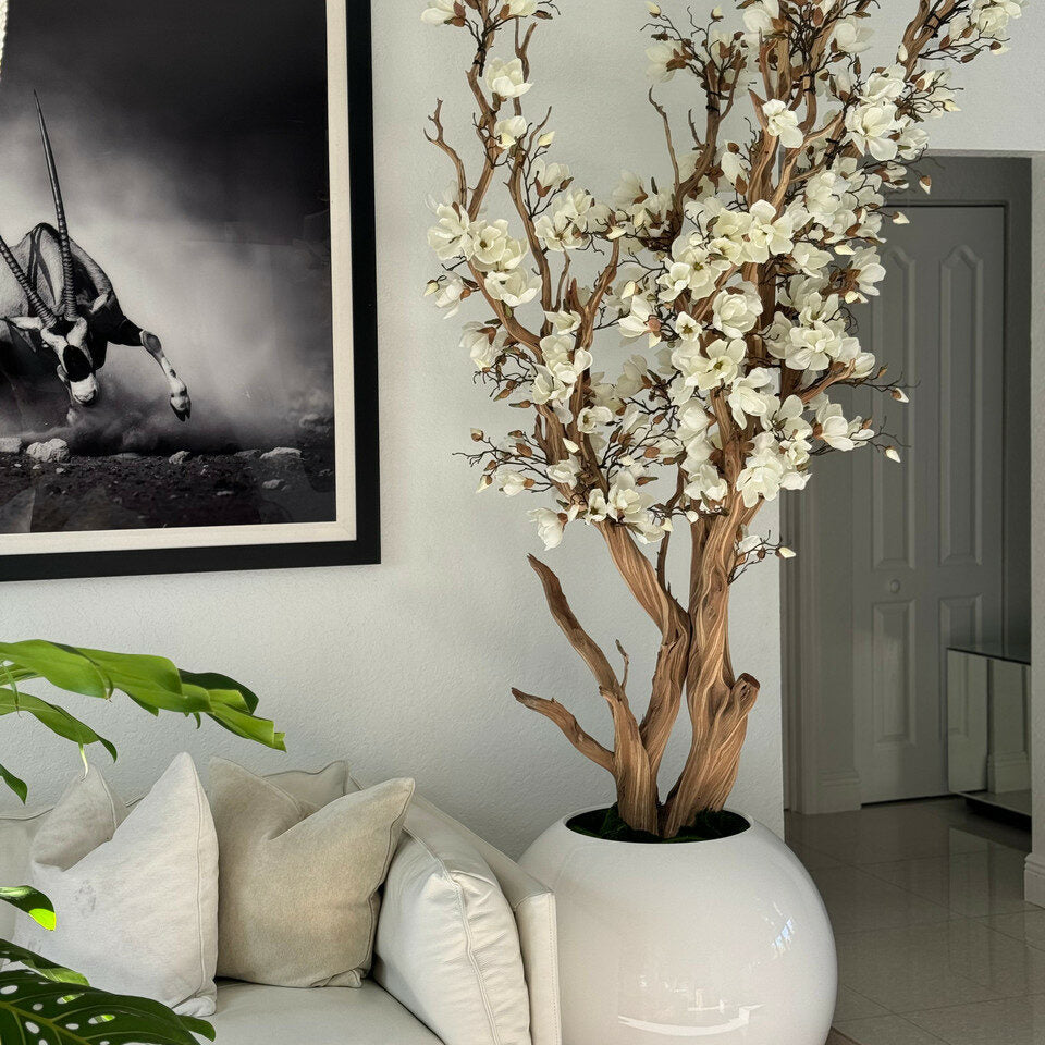 Árbol de magnolia blanca en maceta esférica blanca brillante de 76 cm